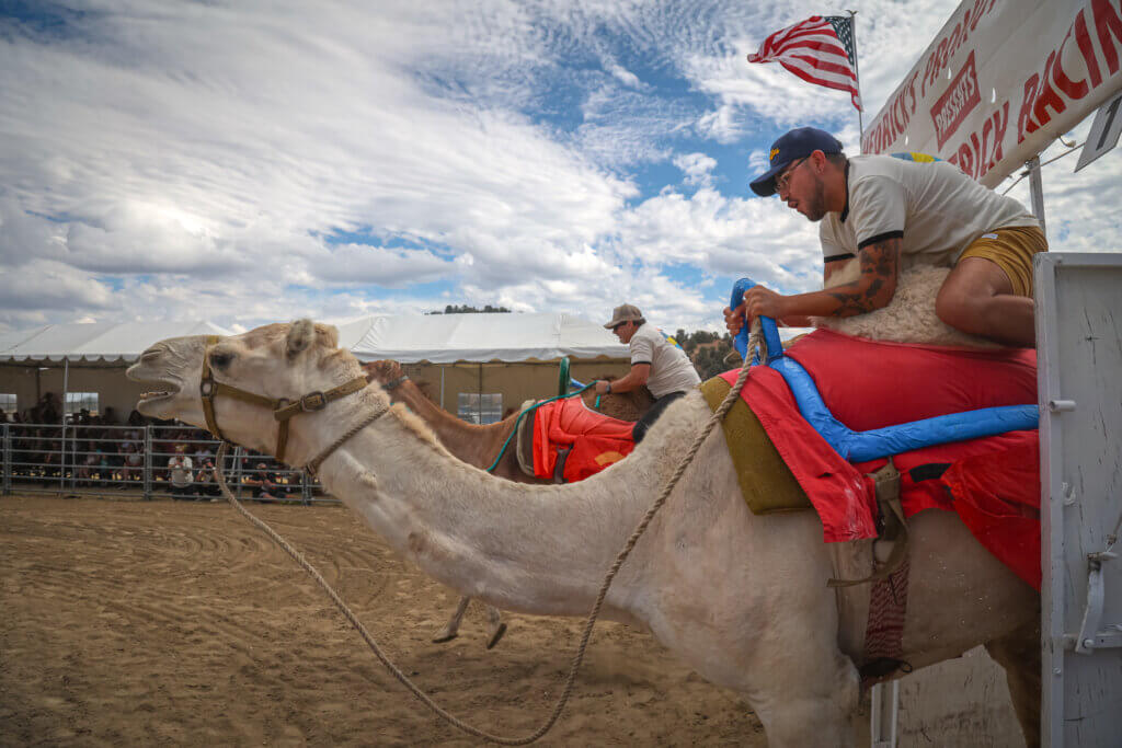 International Camel & Ostrich Races