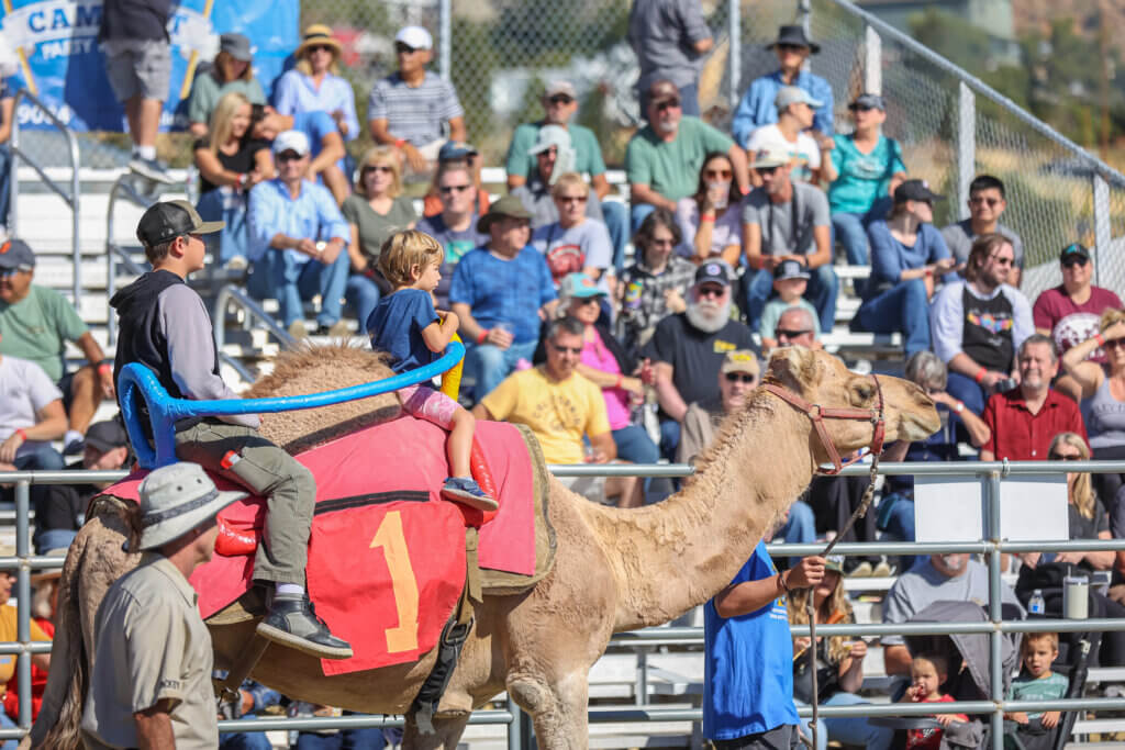 International Camel & Ostrich Races