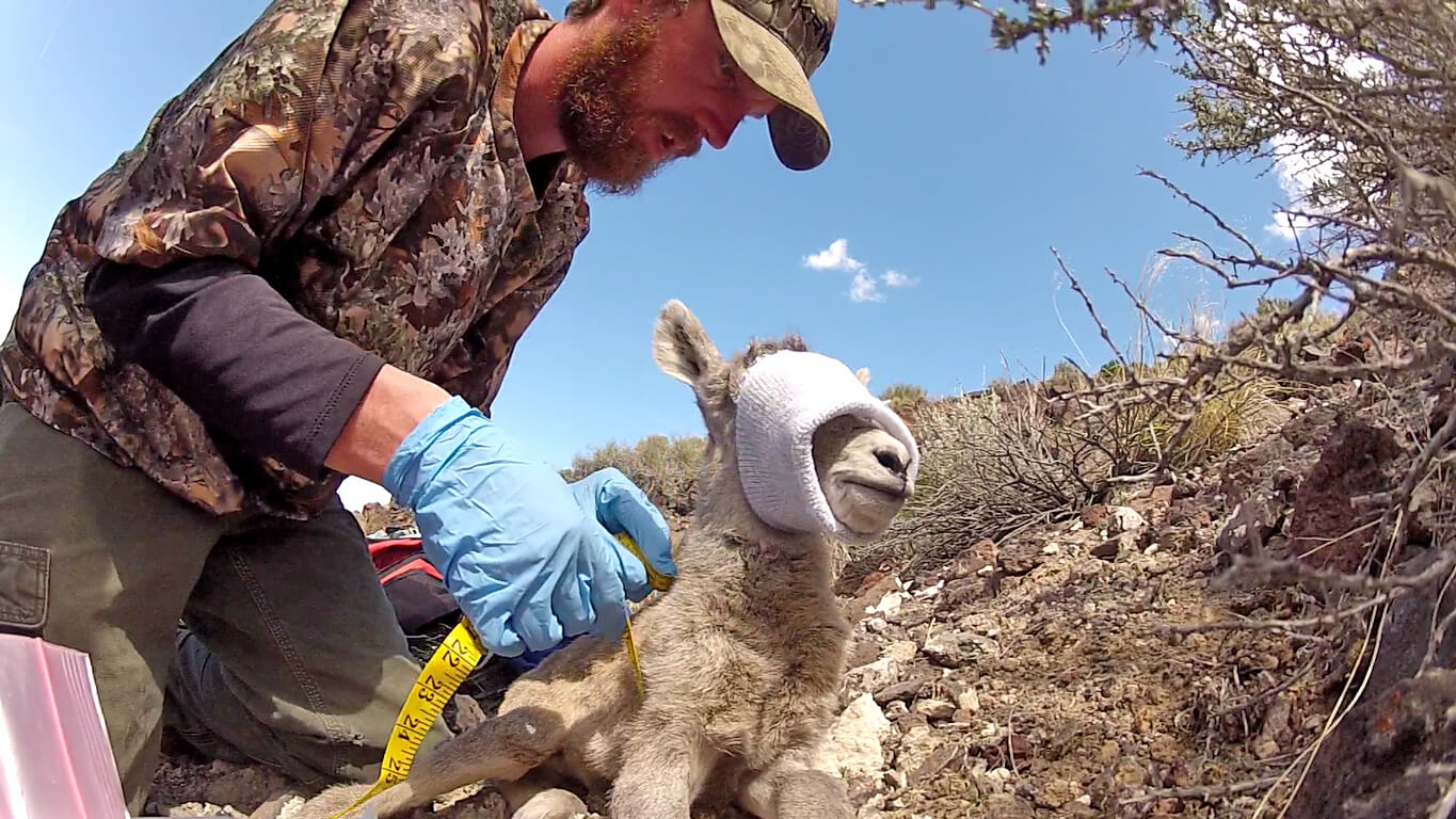 Tracking Nevada Wildlife With Biologist Travis Allen