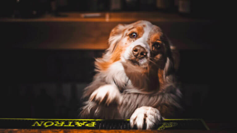 dog in saloon