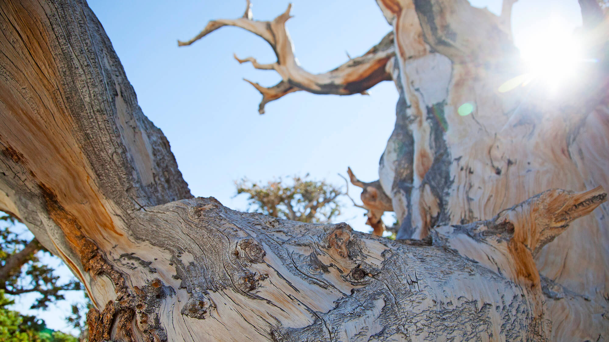 NON FATEVI TRITARE: The Bristlecone Pine is the Gnarliest Tree on Earth