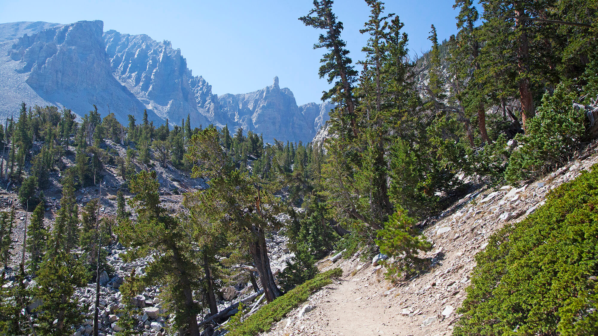 18 Interesting Facts About The Bristlecone Pine Ncgo