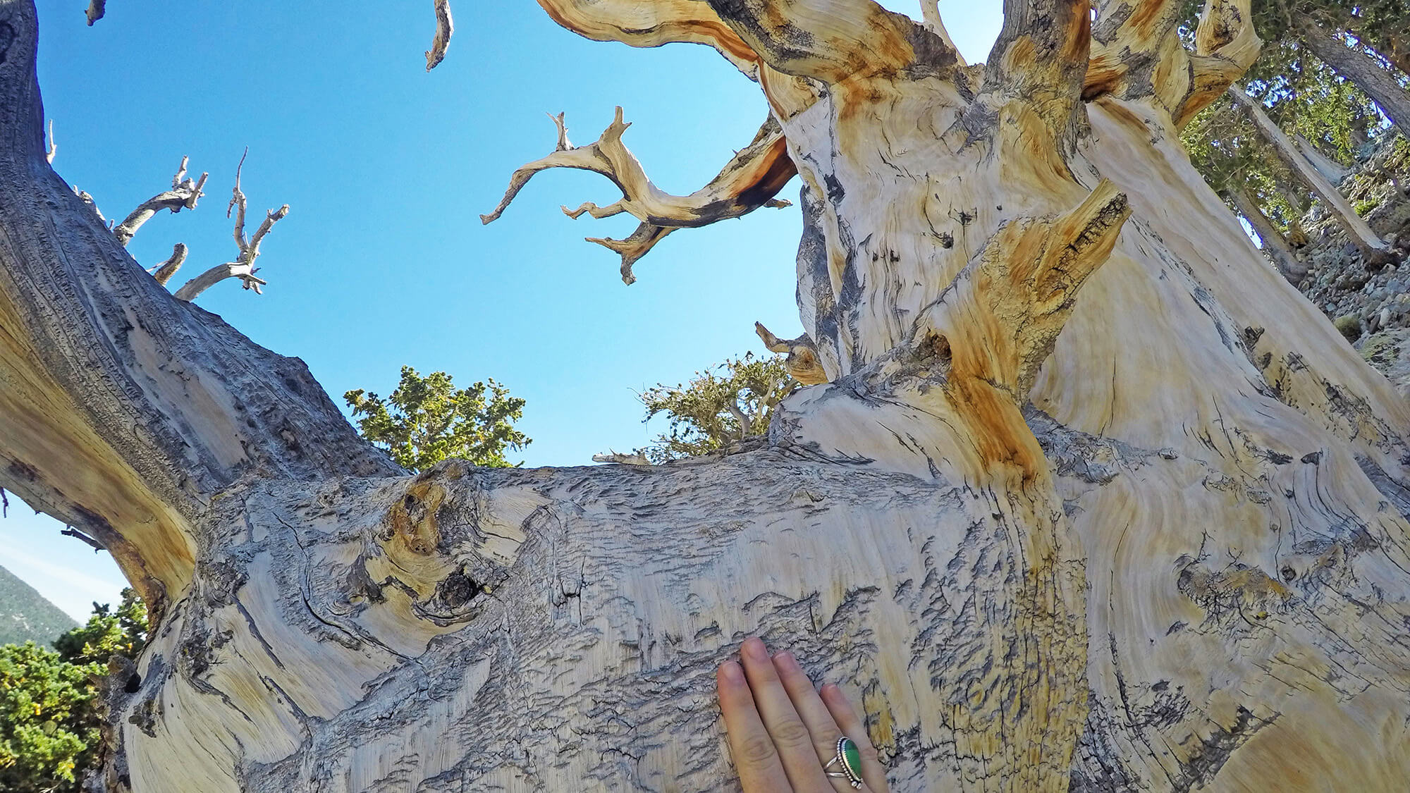 18 Interesting Facts About The Bristlecone Pine Ncgo