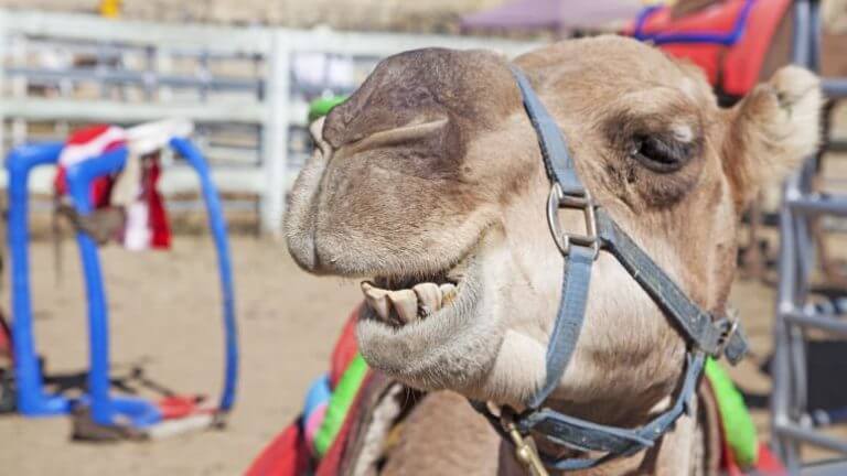 camel face