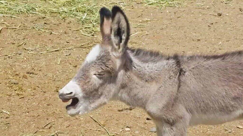 close up of a young donkey