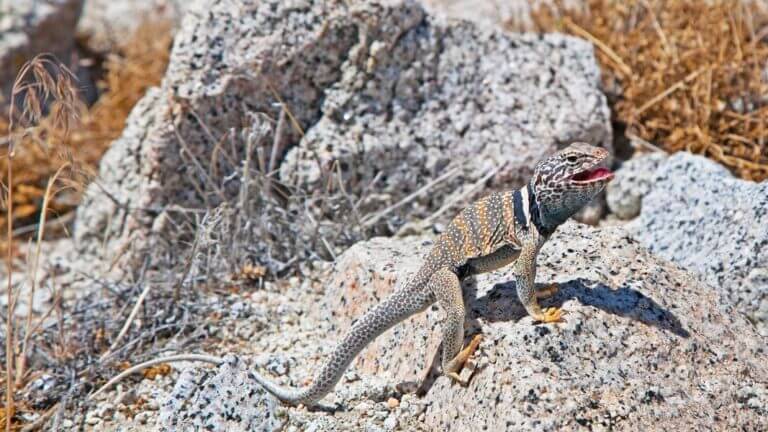 lizard reptile gerlach nevada