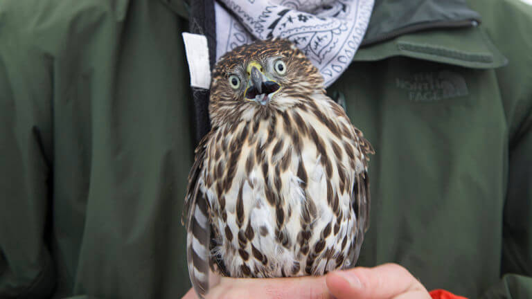 nevada hawk watch