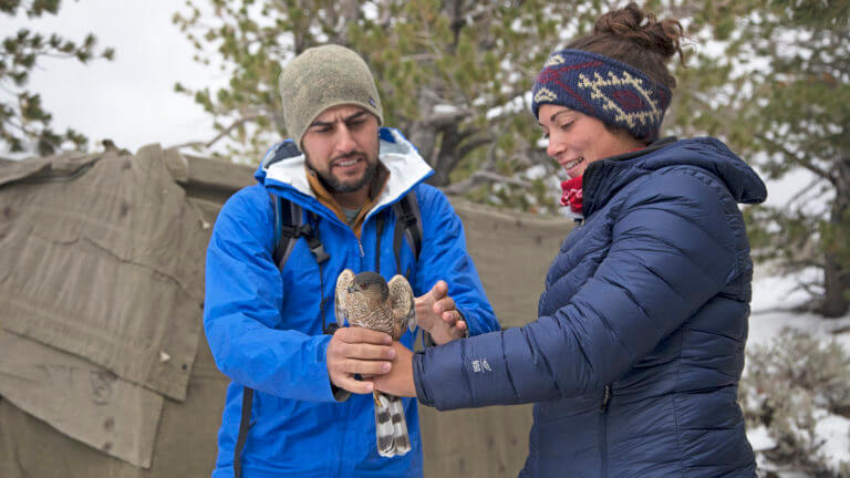 holding a hawk