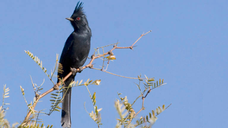 bird at Desert National Wildlife Refuge