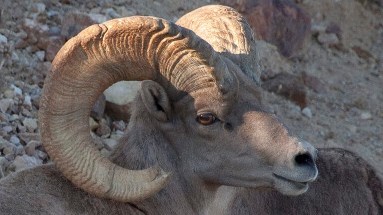 bighorn sheep