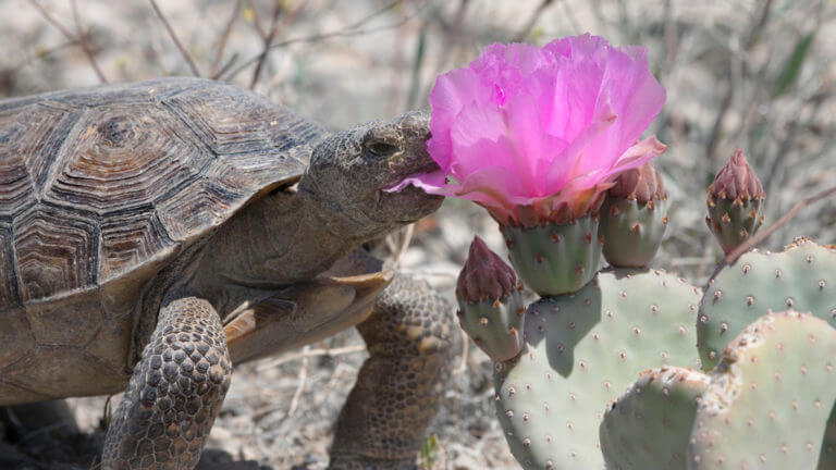 Desert National Wildlife Refuge