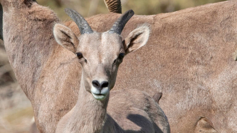 Desert National Wildlife Refuge animals