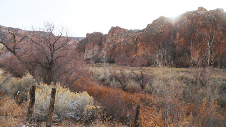 cottonwood trees rainbow canyon