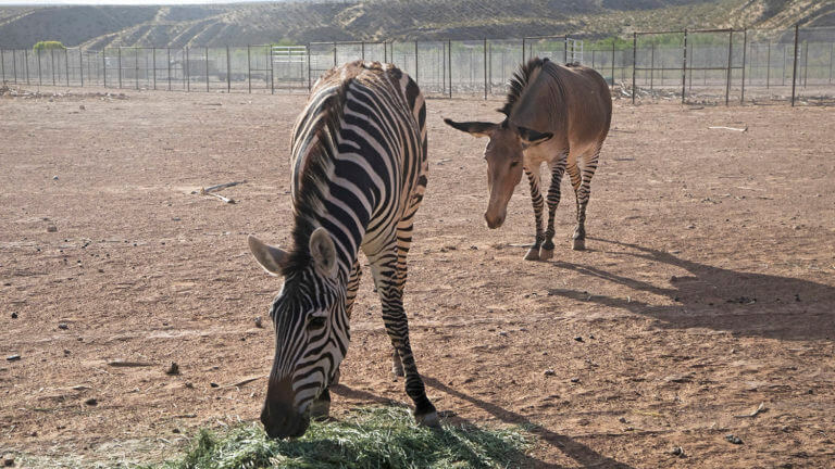 zebra at camel safari