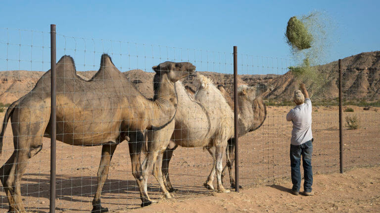 camels at camel safari