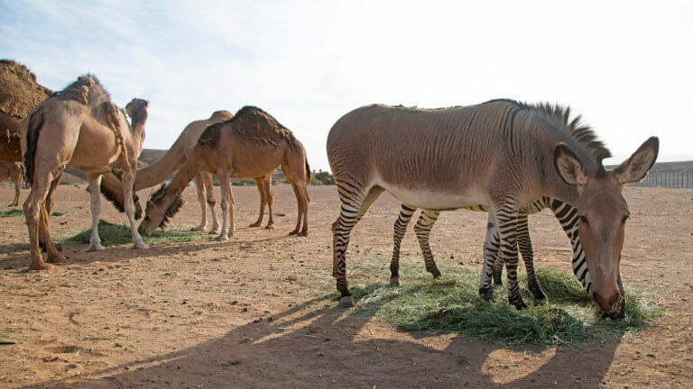 camels donkeys and zebra