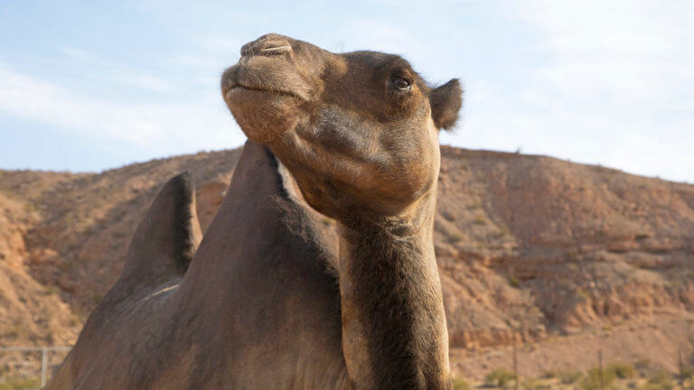 camel