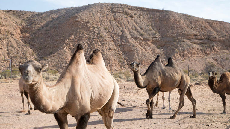 camel safari bunkerville nevada