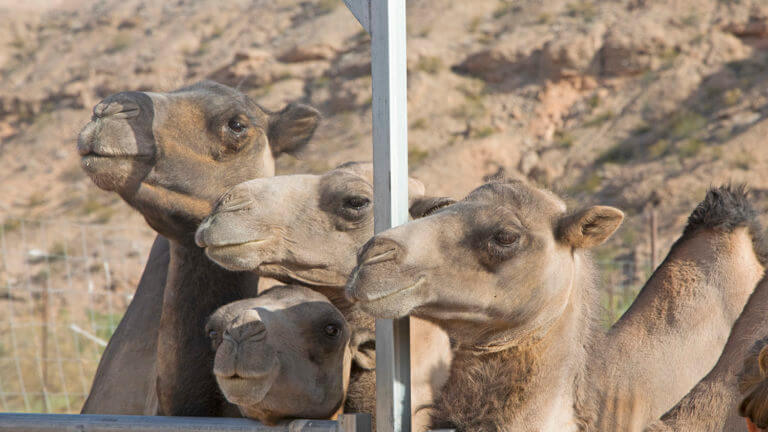 family of camels