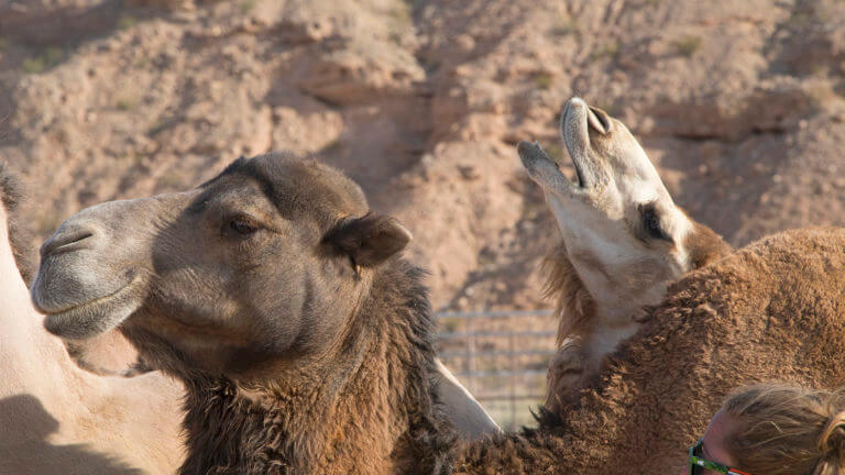 camel safari bunkerville nevada