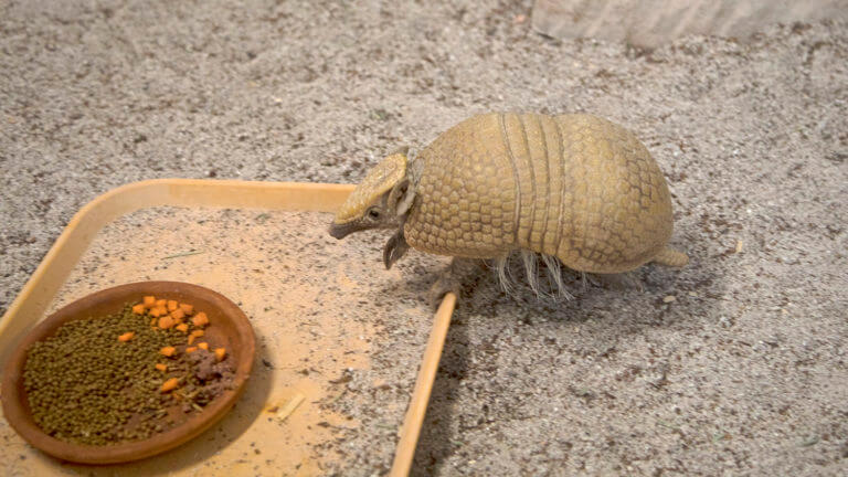 armadillo