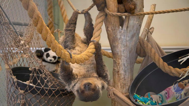 sloth at camel safari near mesquite nevada