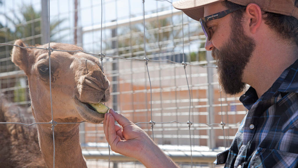 feeding camels at camel safari nevada
