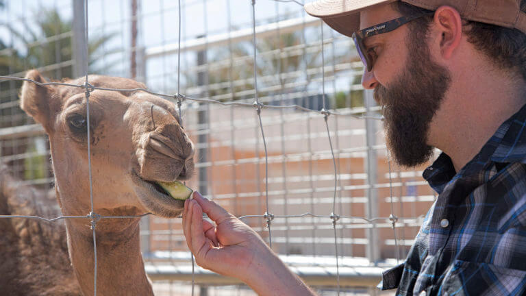 feeding camels