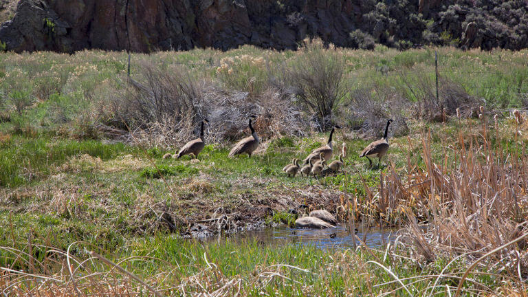 wild animals at Spring Valley State Park