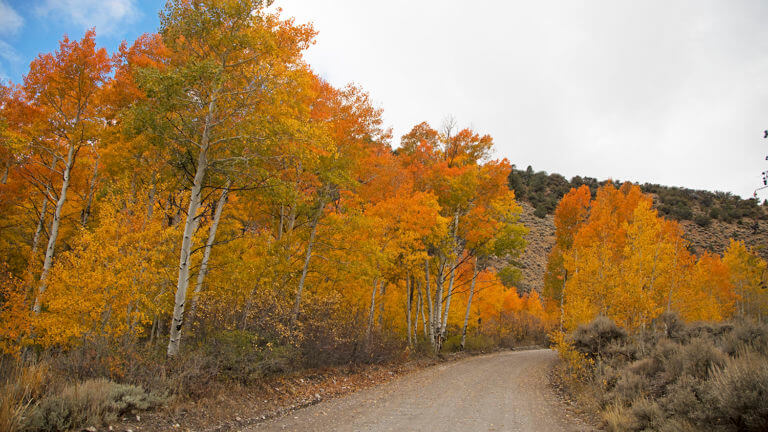 colorful trees Success Loop Scenic Drive