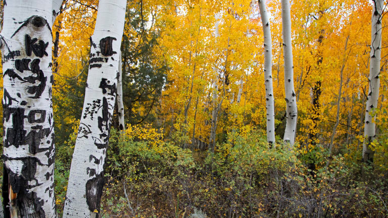 trees on Success Loop Scenic Drive