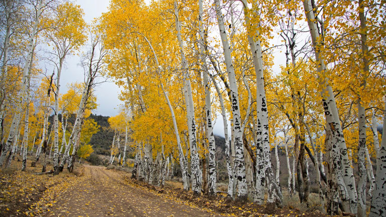 yellows trees on Success Loop Scenic Drive