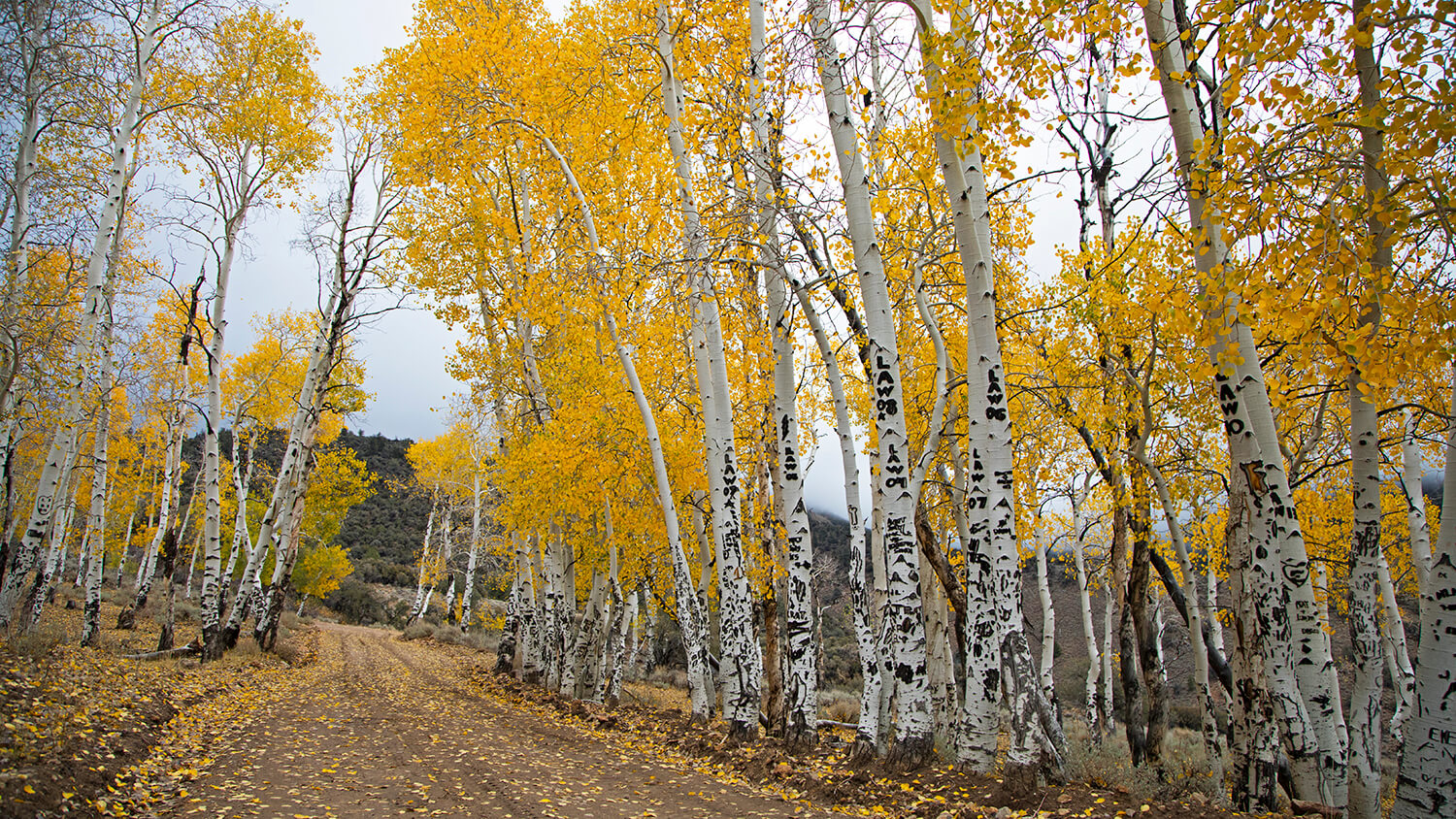 nevada trees