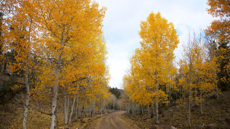 dirt road