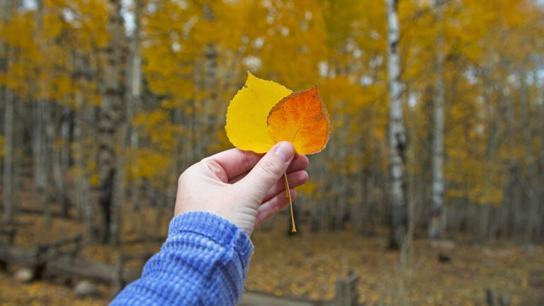 colorful leafs