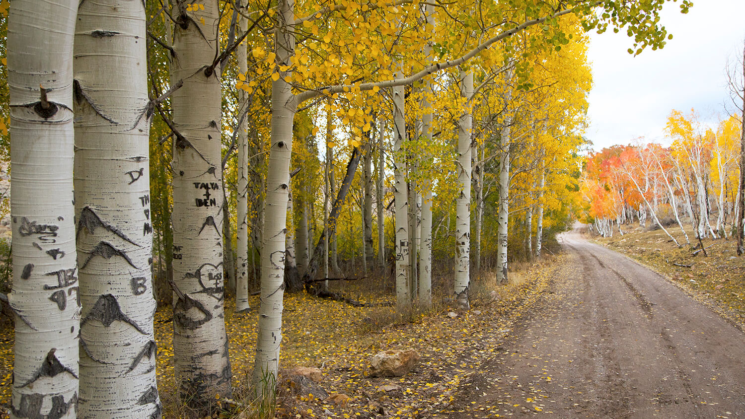 Success Loop Scenic Drive