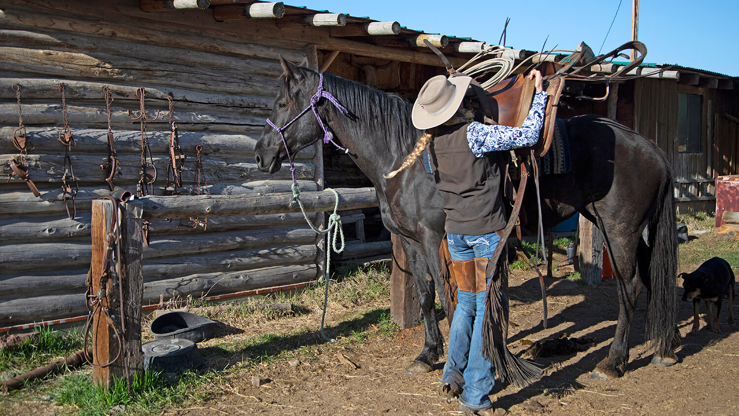 horse at cottenwood ranch 