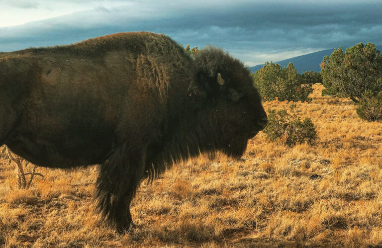 wild life in nevada