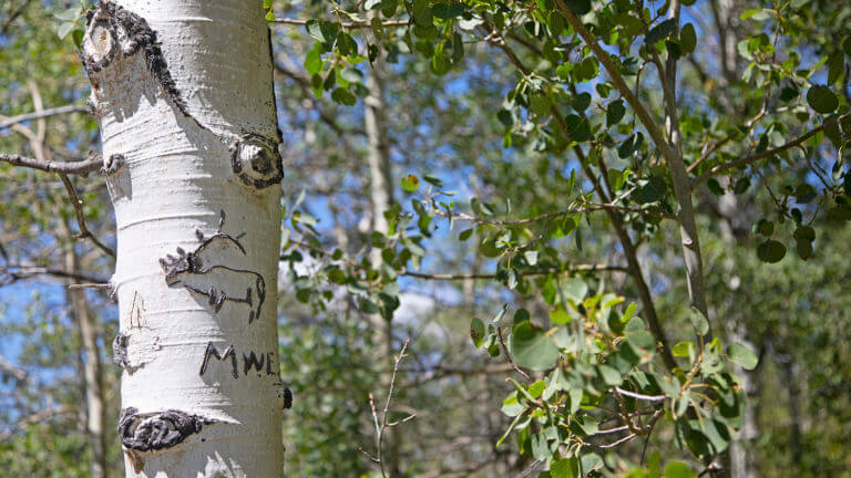 trees in national forests