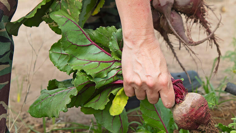 Onion being harvest