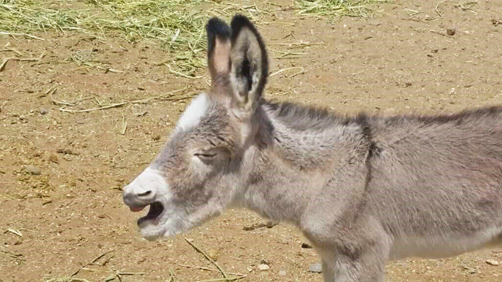 Donkey Jamboree