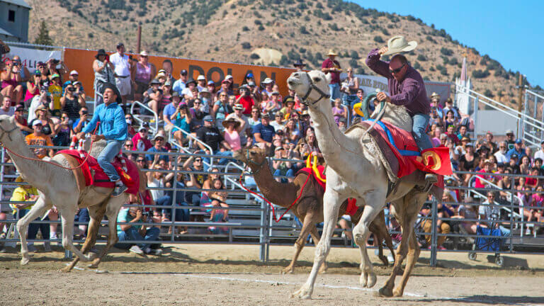 international camel and ostrich races in virginia city nevada