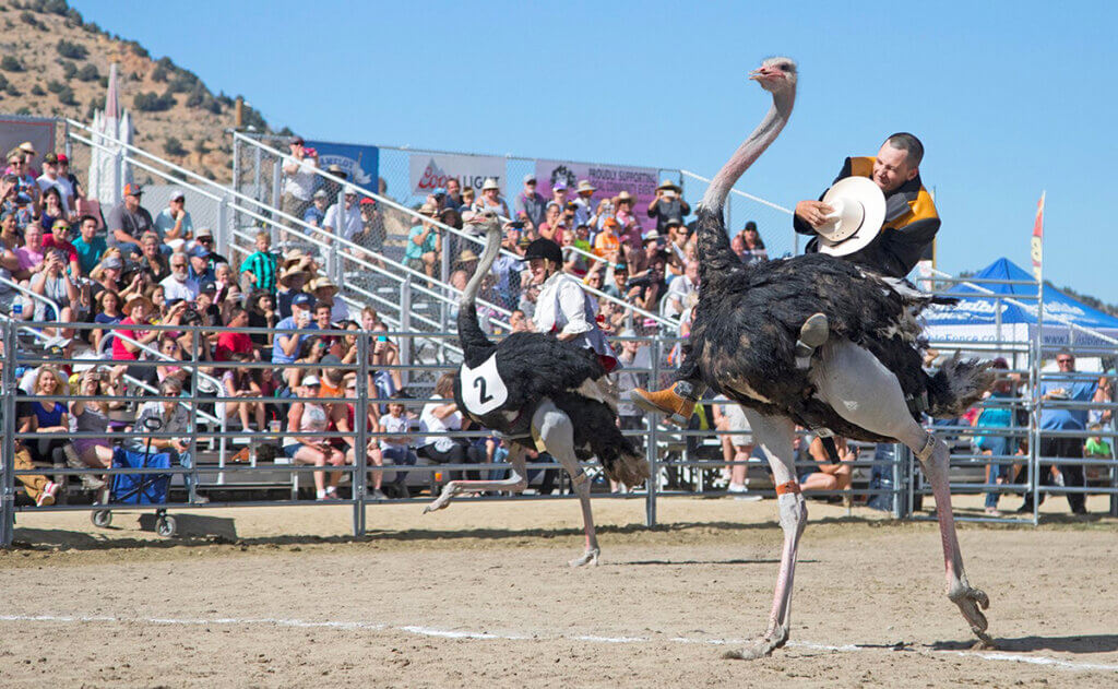 ostriches racing