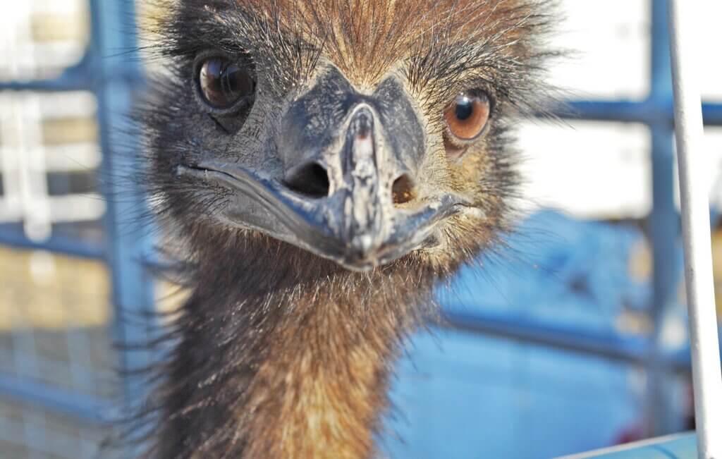 International Camel & Ostrich Races