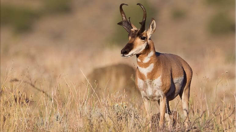 pronghorn antelope in a meadow