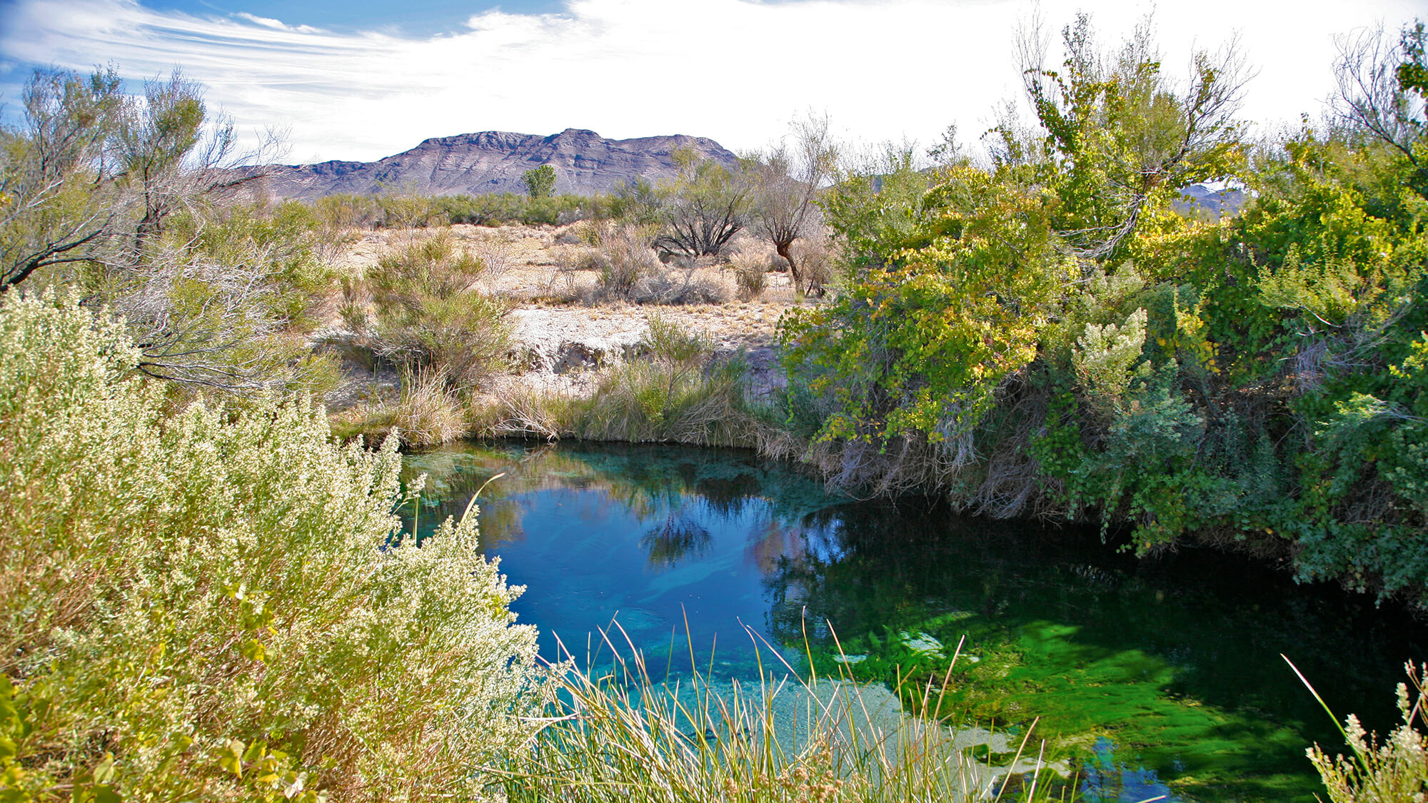 Amargosa Valley Oasis: Your Nevada RV Adventure Awaits!