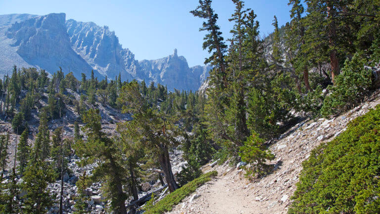 nevada forest