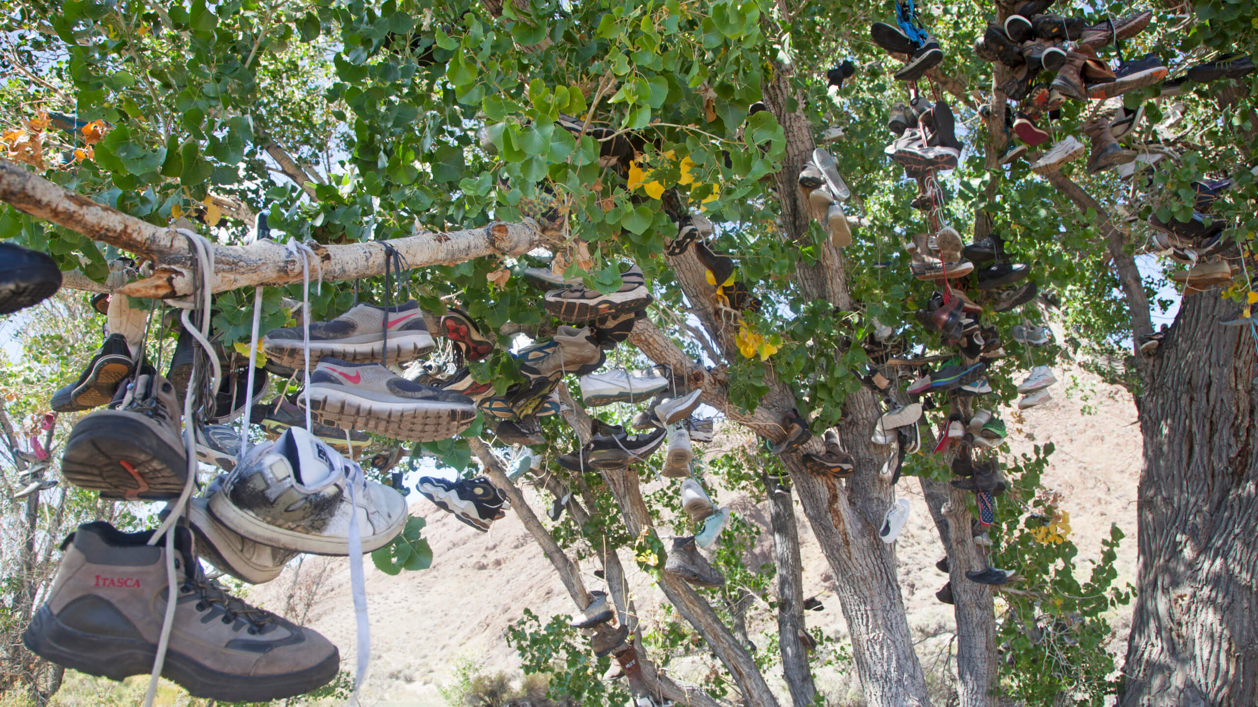 the shoe tree