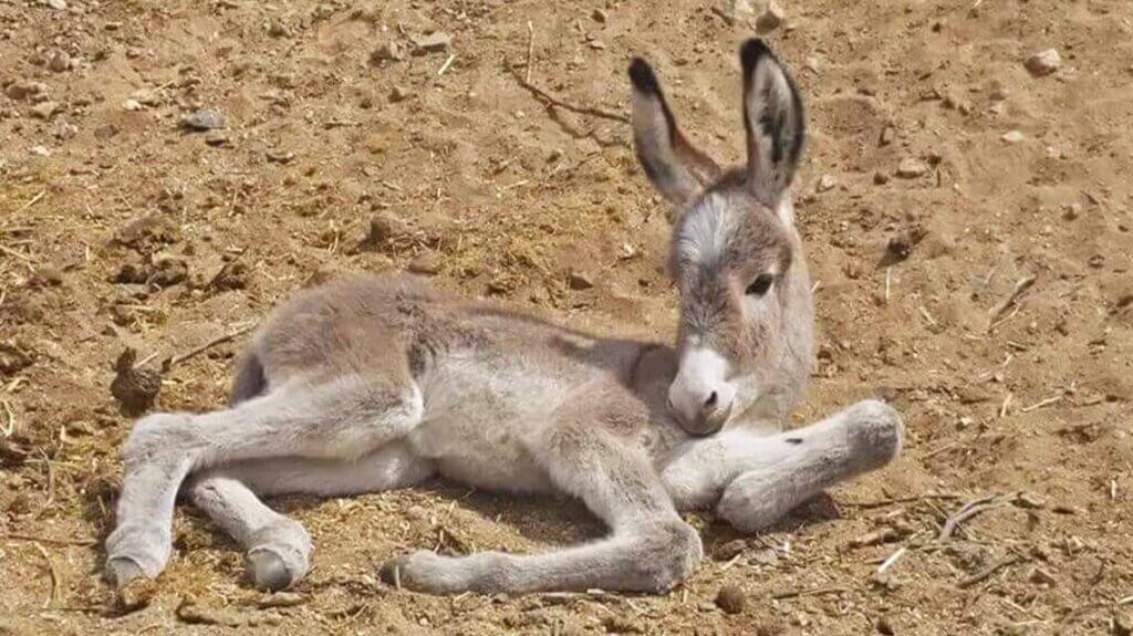 young donkey laying down