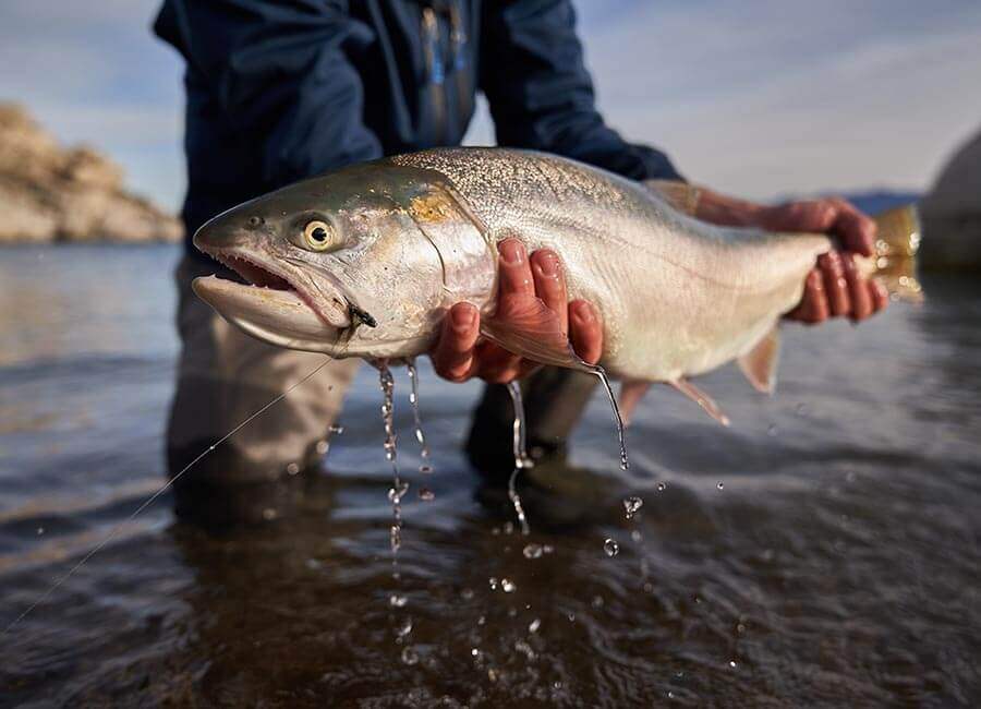 cutthroat trout pulled out of the water in pyramid lake